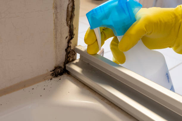Best Black Mold Remediation in Rehobeth, AL