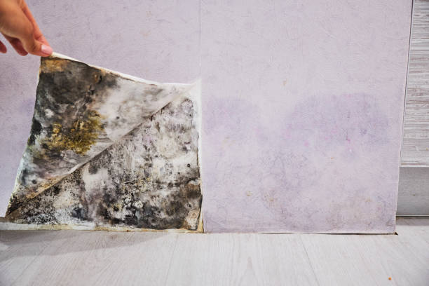 Best Mold Remediation for Specific Building Types in Rehobeth, AL